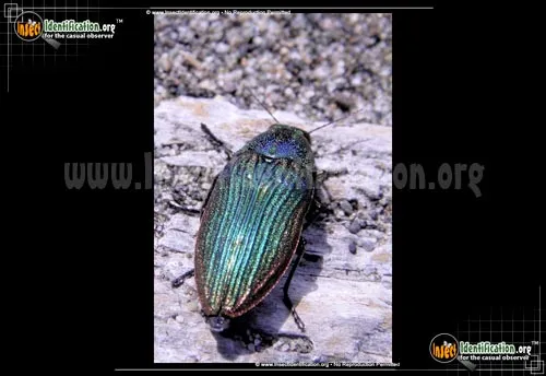 Jewel Beetle - photo 2