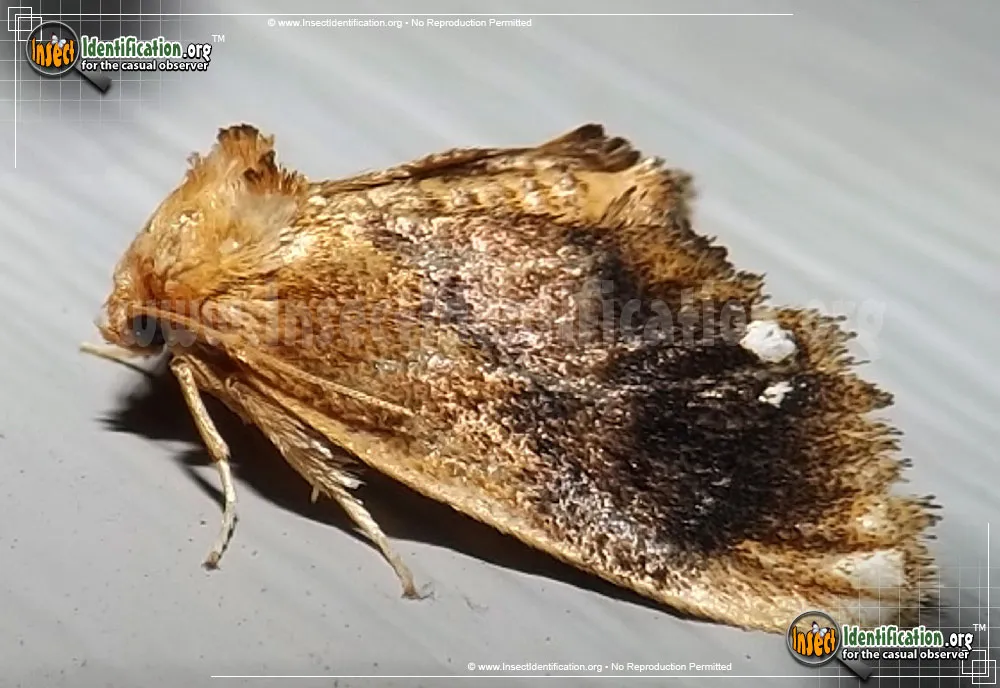 Jewel-tailed Slug Moth