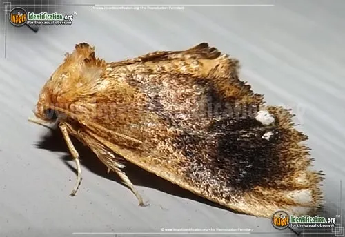 Jewel-tailed Slug Moth - photo 2