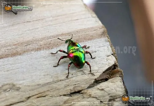 Jewel Weevil - photo 2
