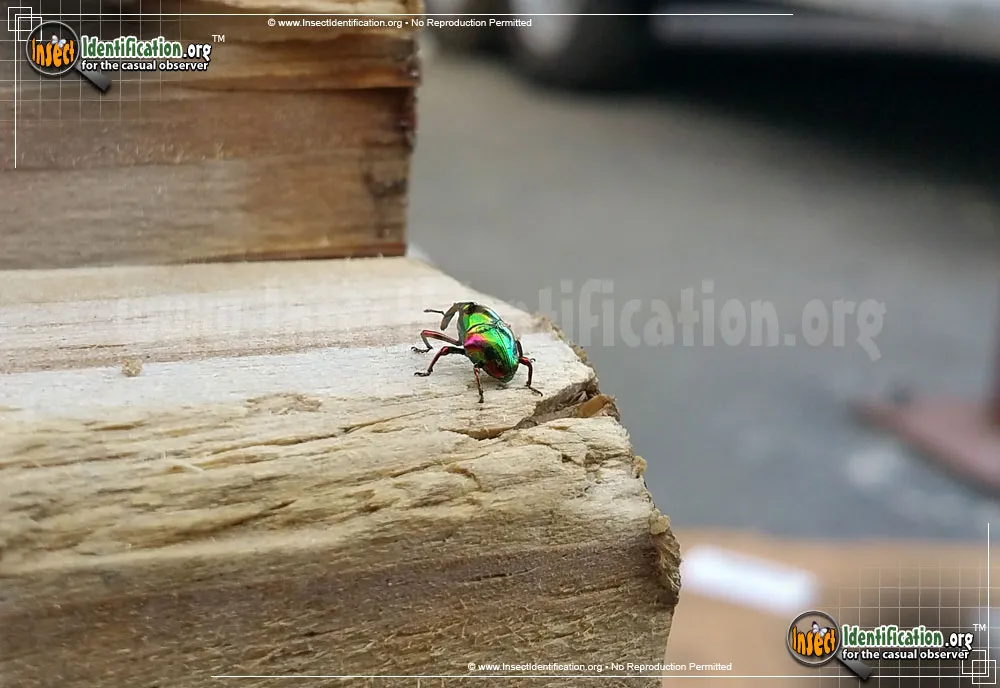 Jewel Weevil - photo 3