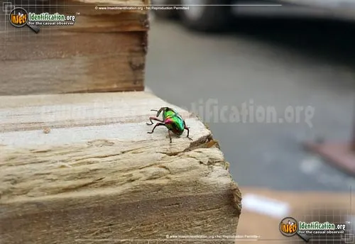 Jewel Weevil - photo 4
