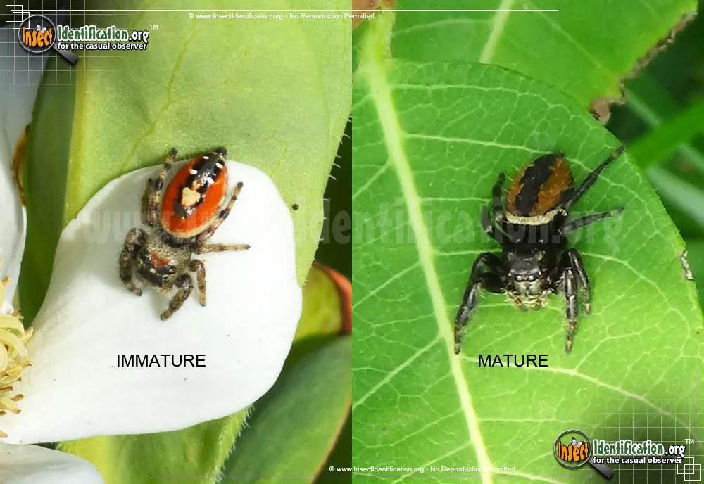 Johnson Jumping Spider - Phidippus johnsoni