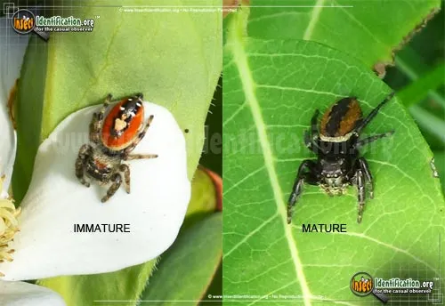 Johnson Jumping Spider - photo 2