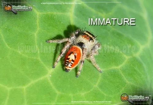 Johnson Jumping Spider - photo 4