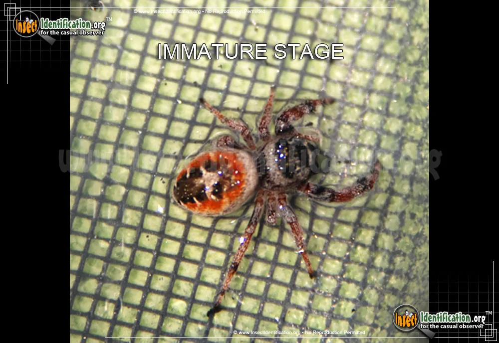 Johnson Jumping Spider - photo 5