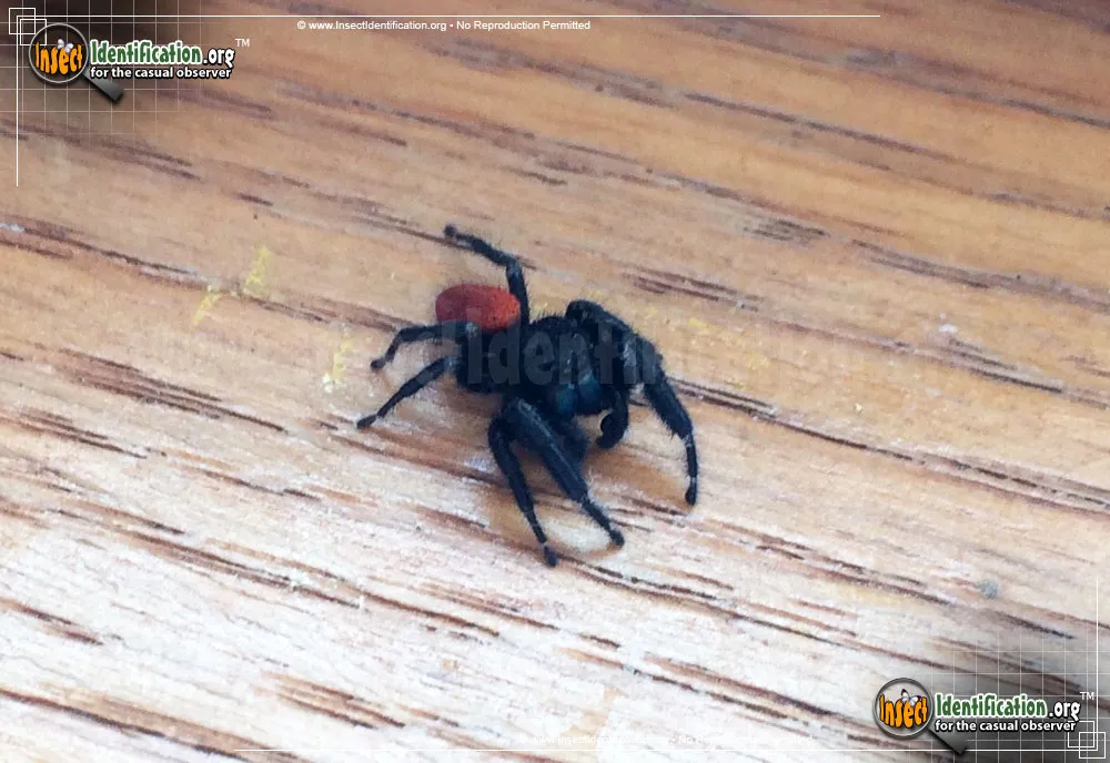 Johnson Jumping Spider - photo 7
