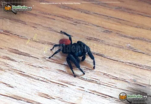 Johnson Jumping Spider - photo 8