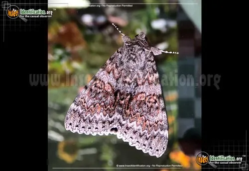 Joined Underwing Moth - photo 2