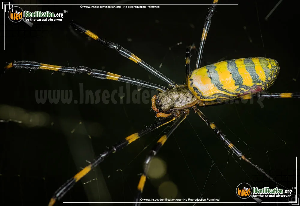 Joro Spider