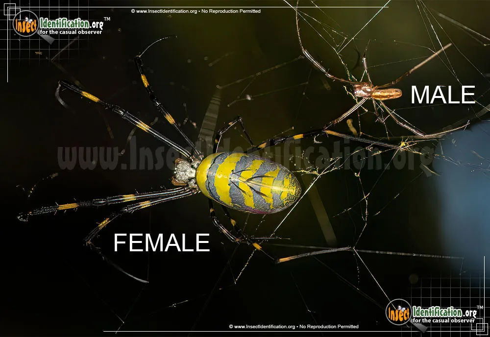 Joro Spider - photo 3