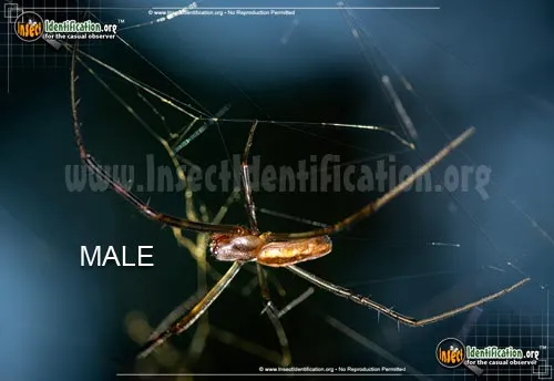 Joro Spider - photo 6