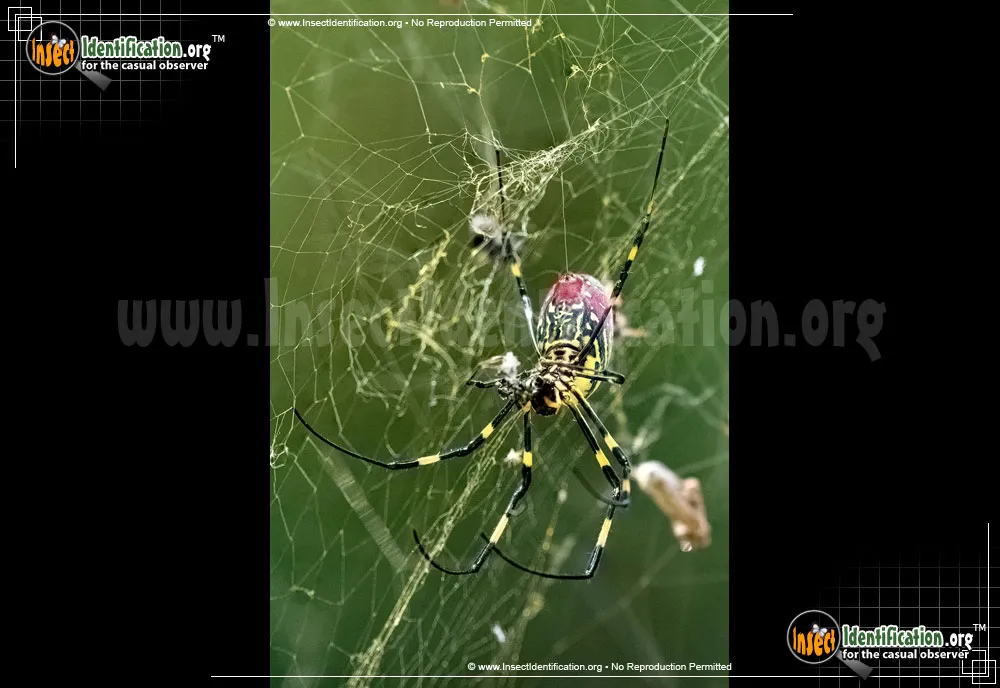 Joro Spider - photo 7