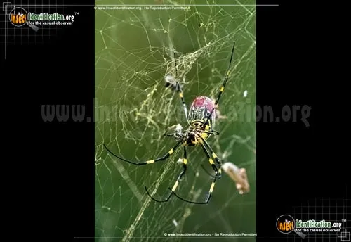 Joro Spider - photo 8