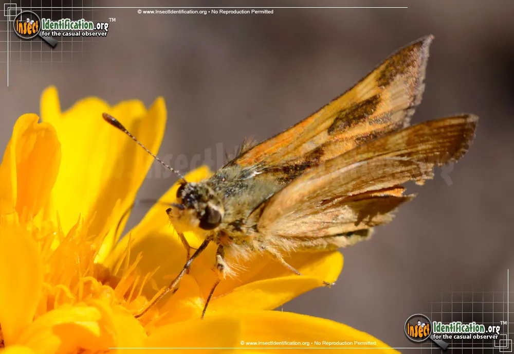 Juba Skipper