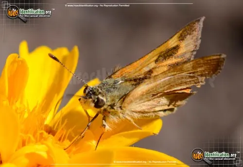 Juba Skipper - photo 2