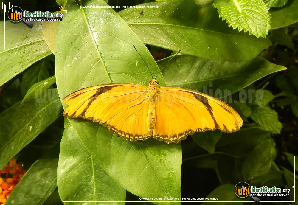 Julia Longwing Butterfly - Dryas iulia