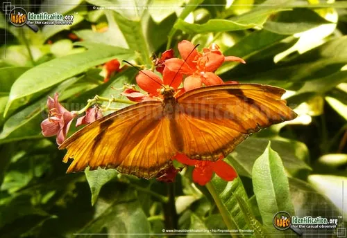 Julia Longwing Butterfly - photo 4