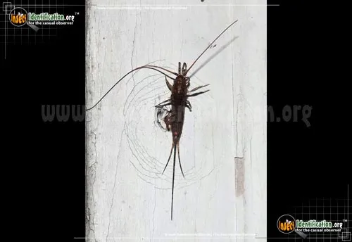 Jumping Bristletail - photo 2