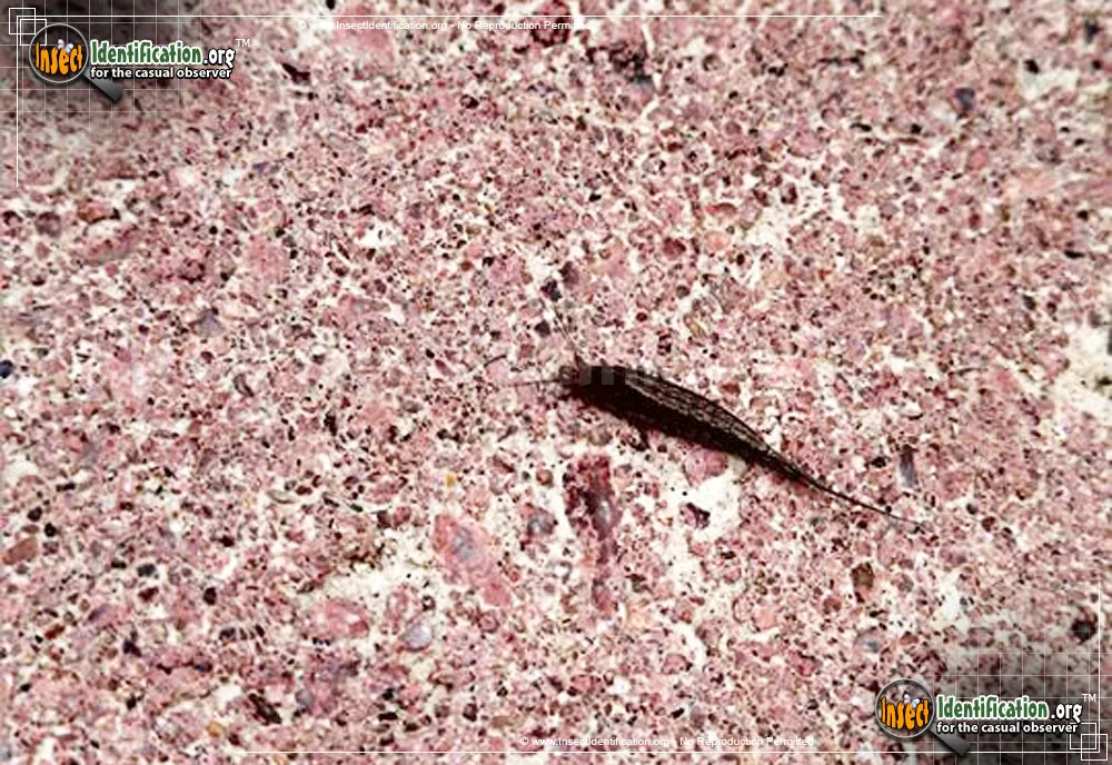 Jumping Bristletail - photo 3