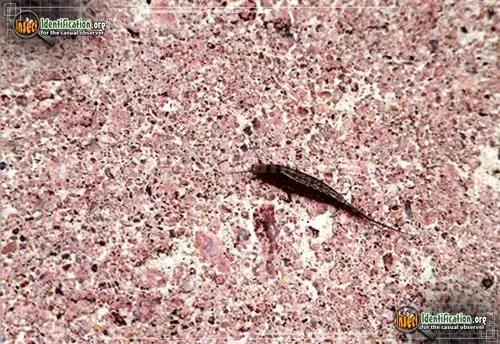 Jumping Bristletail - photo 4