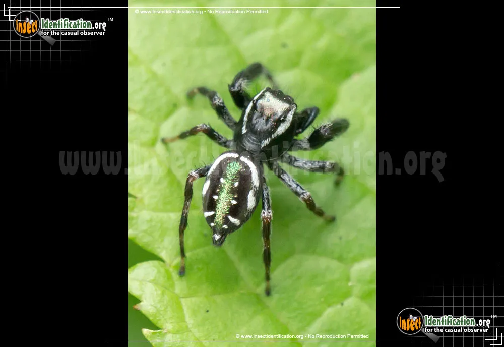 Emerald Jumping Spider
