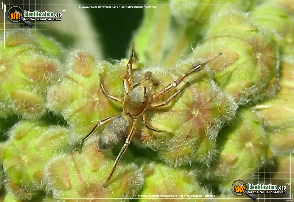 Jumping Spider