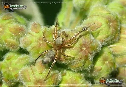 Jumping Spider - photo 2