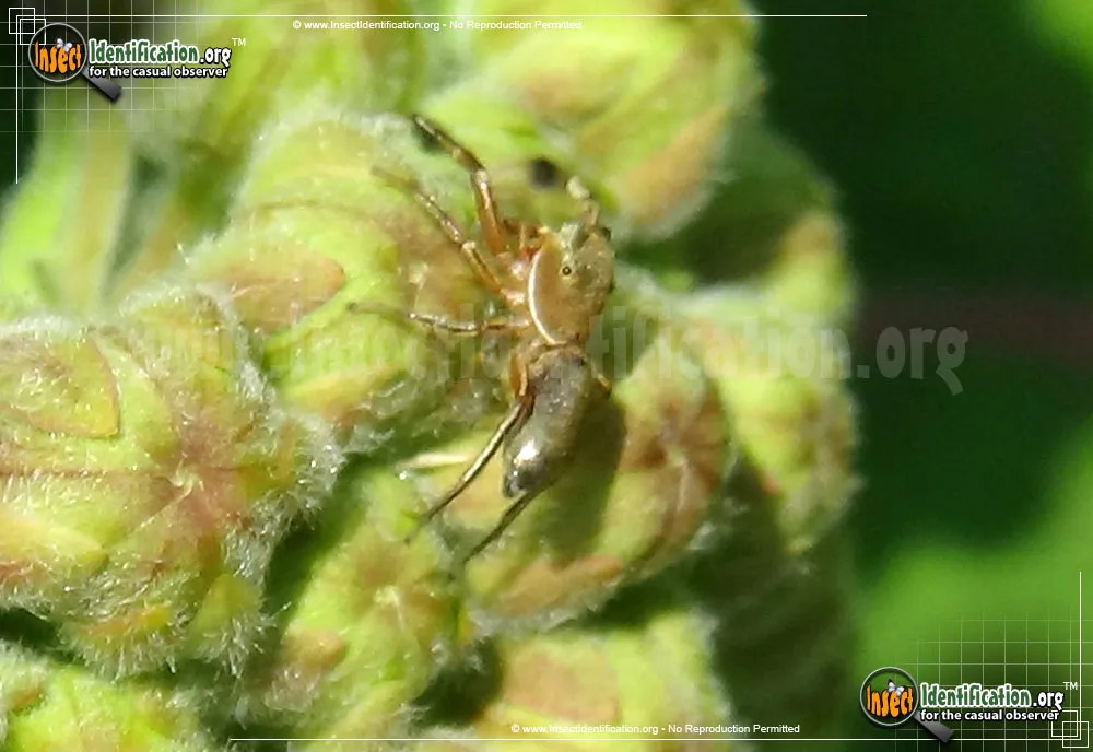 Jumping Spider - photo 3