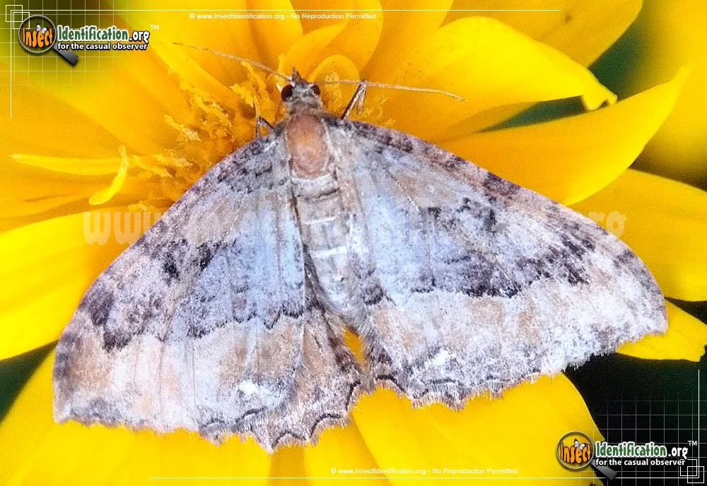 Juniper Carpet Moth - photo 2