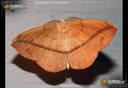 Juniper-twig Geometer - photo 2