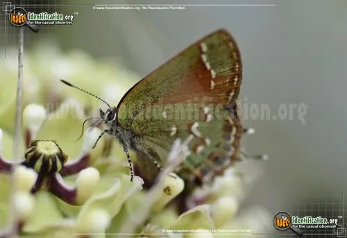 Juniper Hairstreak Butterfly - photo 2