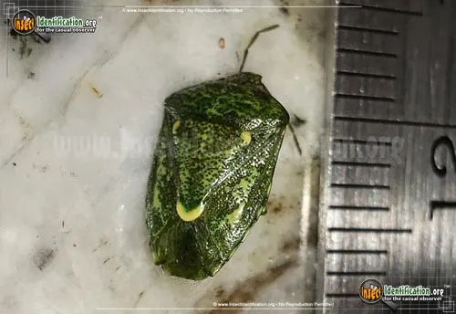 Juniper Stink Bug - photo 2