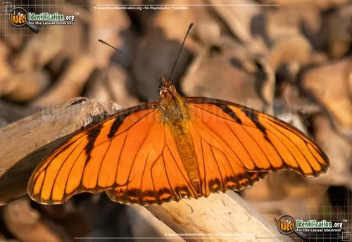 Juno Longwing Butterfly - photo 2