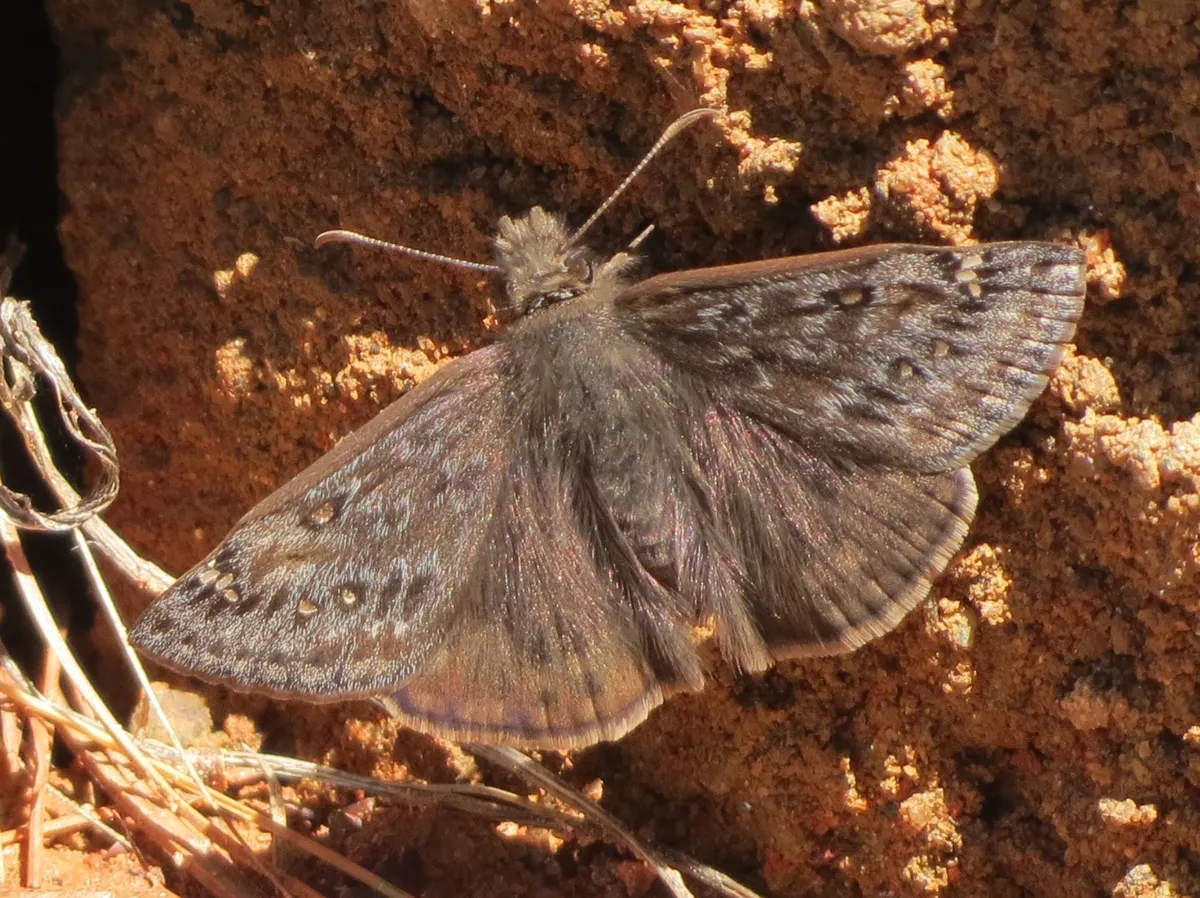 Juvenal's Duskywing - photo 3