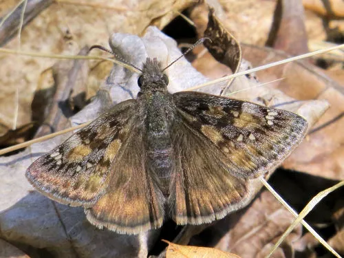 Juvenal's Duskywing - photo 5