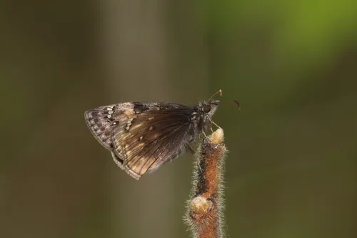 Juvenal's Duskywing - photo 6