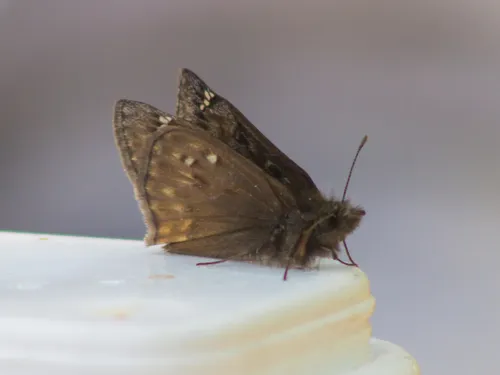 Juvenal's Duskywing - photo 7