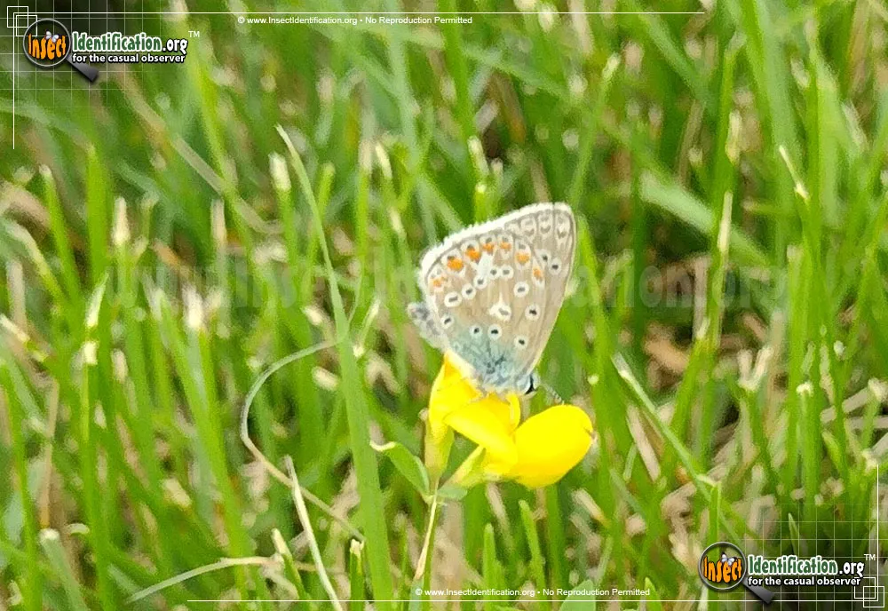 Karner Blue Butterfly - Plebejus melissa samuelis