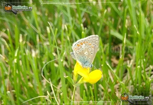 Karner Blue Butterfly - photo 2