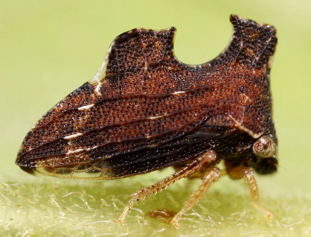 Keeled Treehopper - photo 3