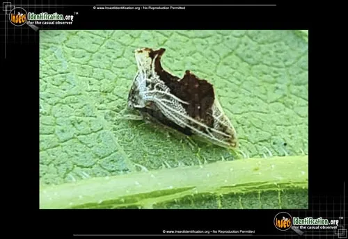 Keeled Treehopper - photo 4