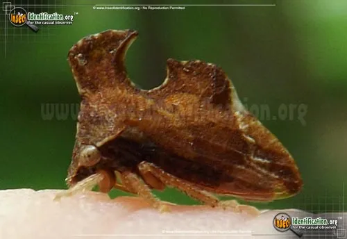 Keeled Treehopper - photo 5