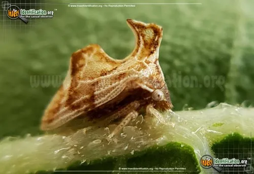Keeled Treehopper - photo 6