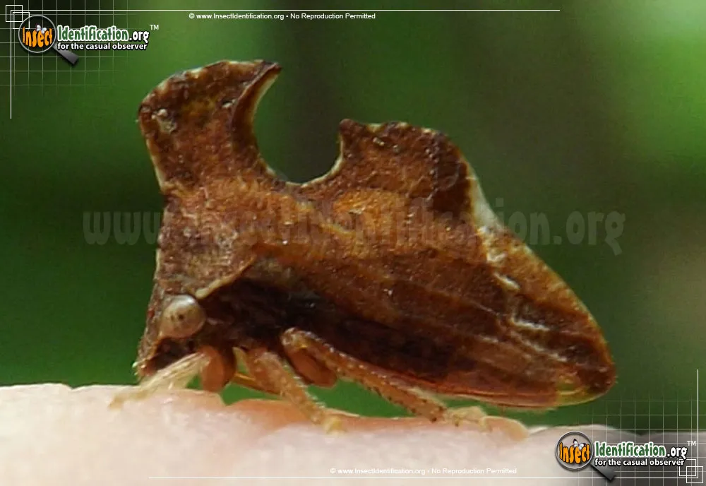 Keeled Treehopper - photo 7