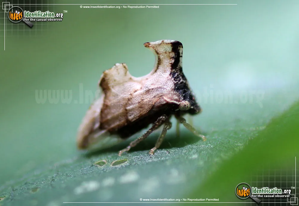 Keeled Treehopper - photo 8