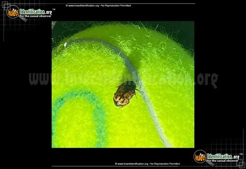 Kerns Flower Scarab Beetle - photo 2