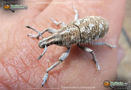 Knapweed Root Weevil - photo 2