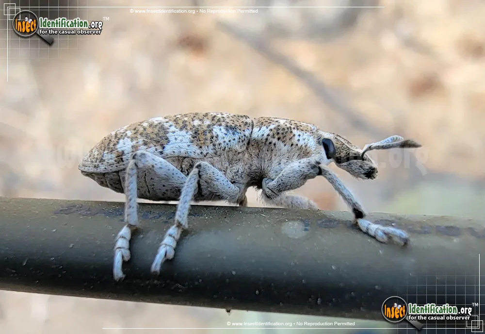 Knapweed Root Weevil - photo 3