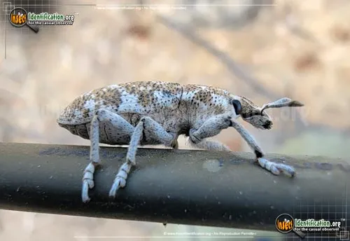 Knapweed Root Weevil - photo 4